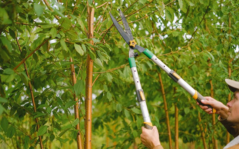 Tree trimming in Schwenksville, PA